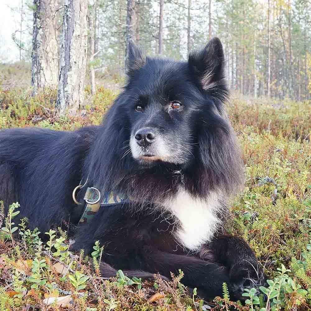 LAPINKOIRA KAULAKORU.